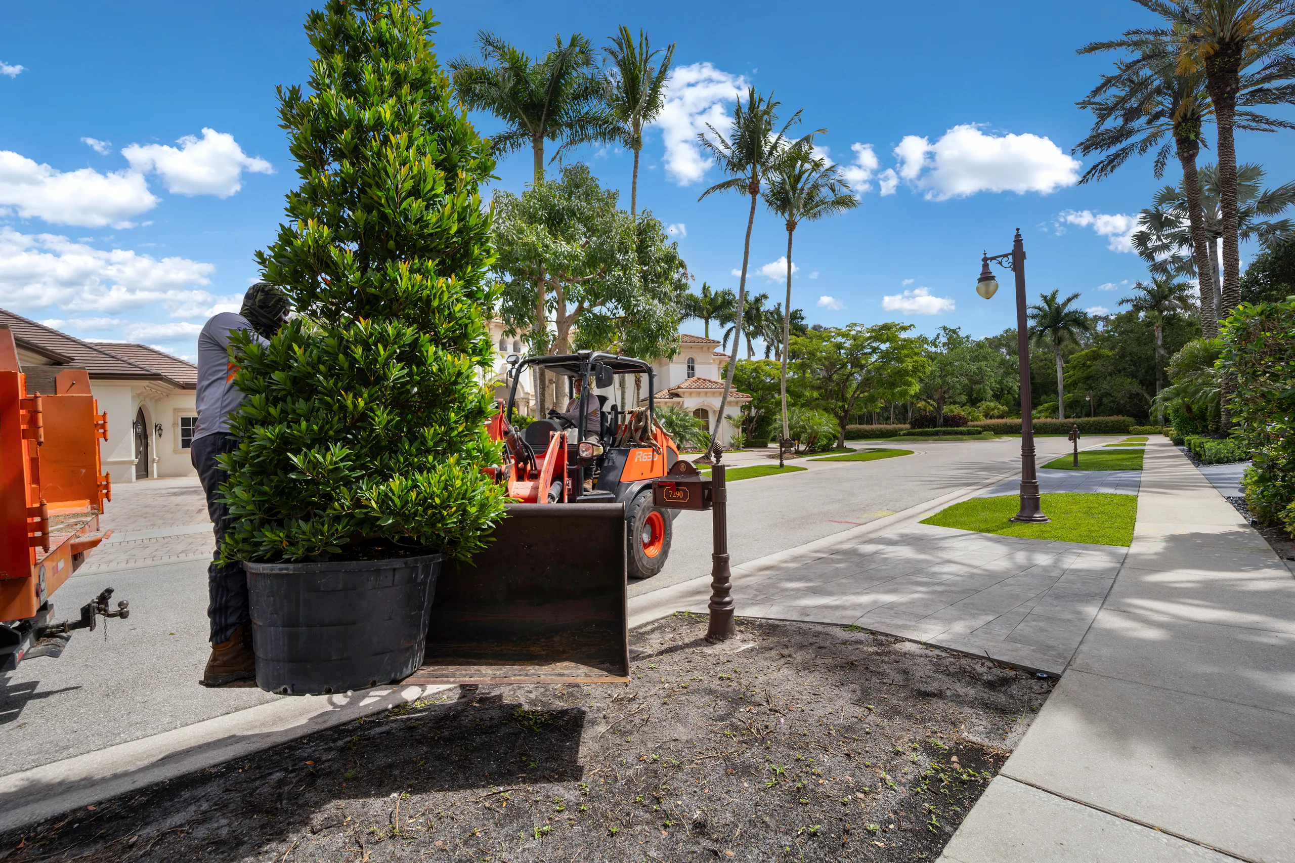 A Power Group Care loader placing a specimen tree