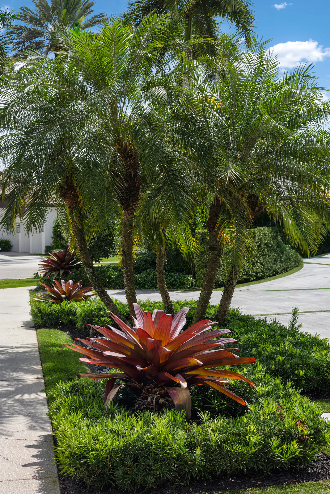 Bromeliad island bed, by Power Group Care in Palm Beach County