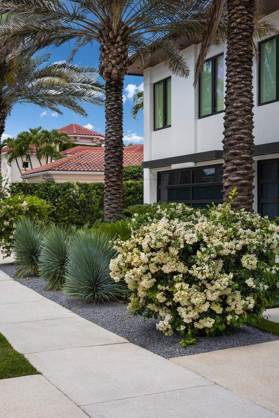 White bougainvillea and palms, by Power Group Care in Palm Beach County