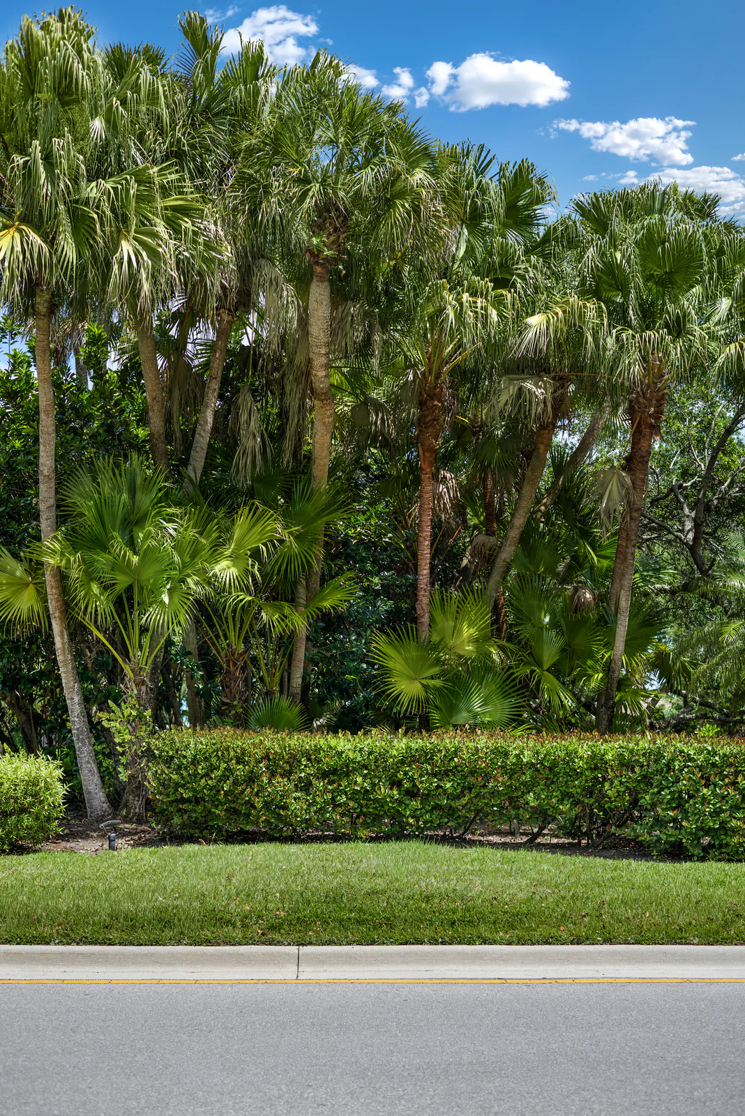 Roadside palm screen, by Power Group Care in Palm Beach County