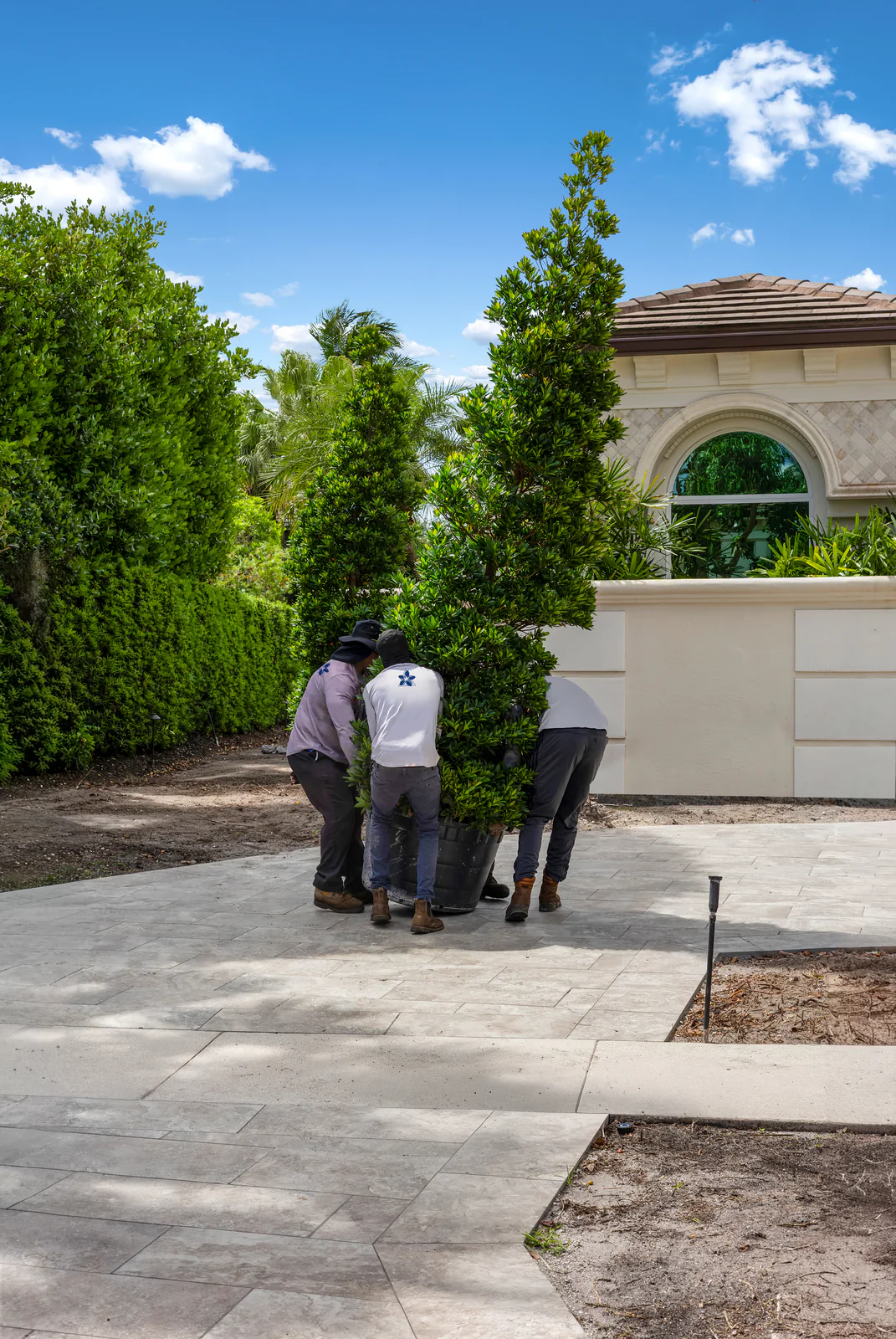 Setting a specimen ficus, by Power Group Care in Palm Beach County