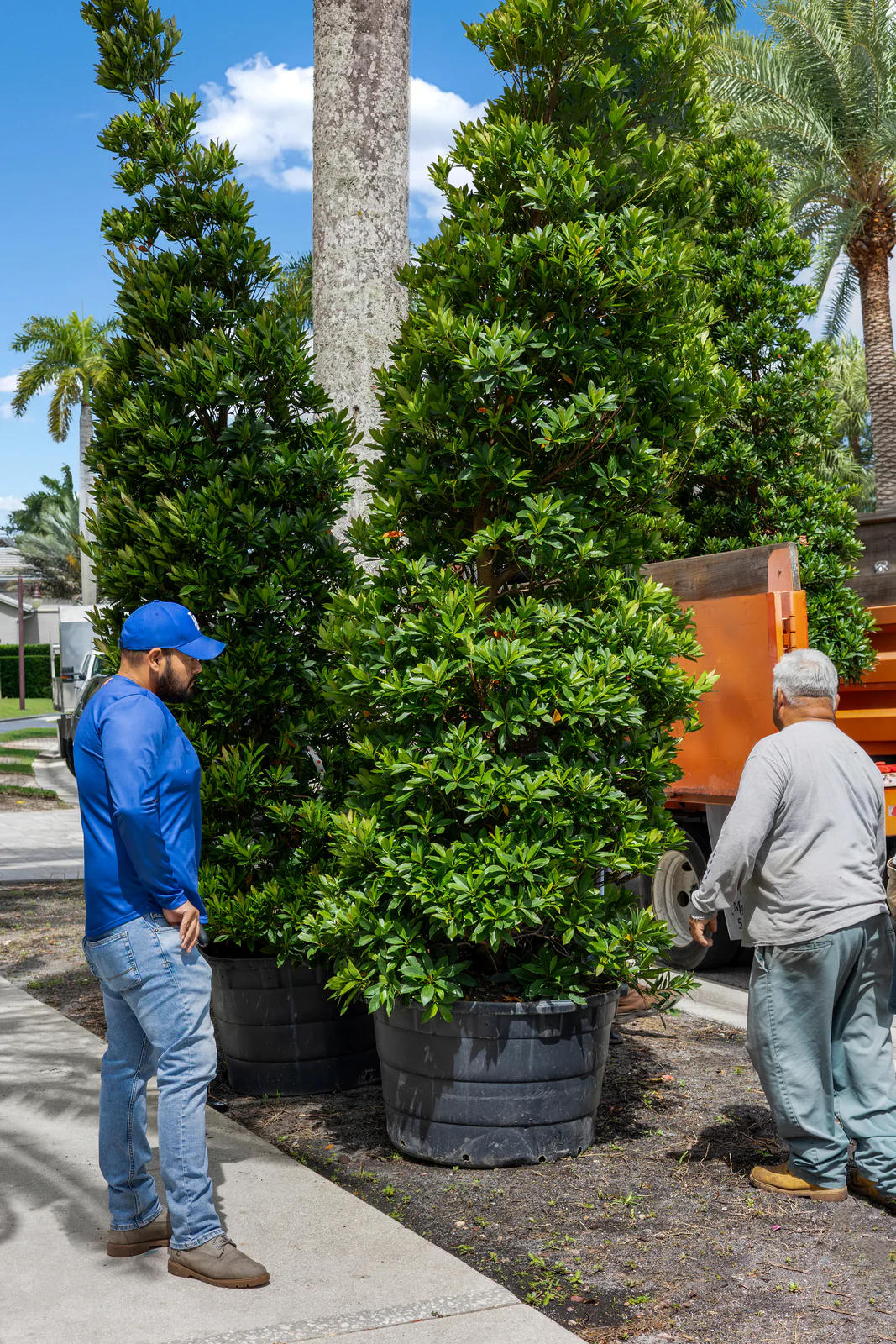 Placing a specimen on the street, by Power Group Care in Palm Beach County