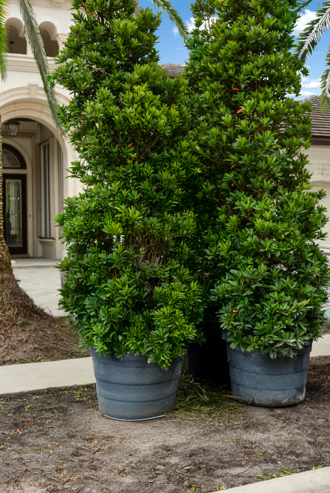 Specimen stock staged for planting, by Power Group Care in Palm Beach County