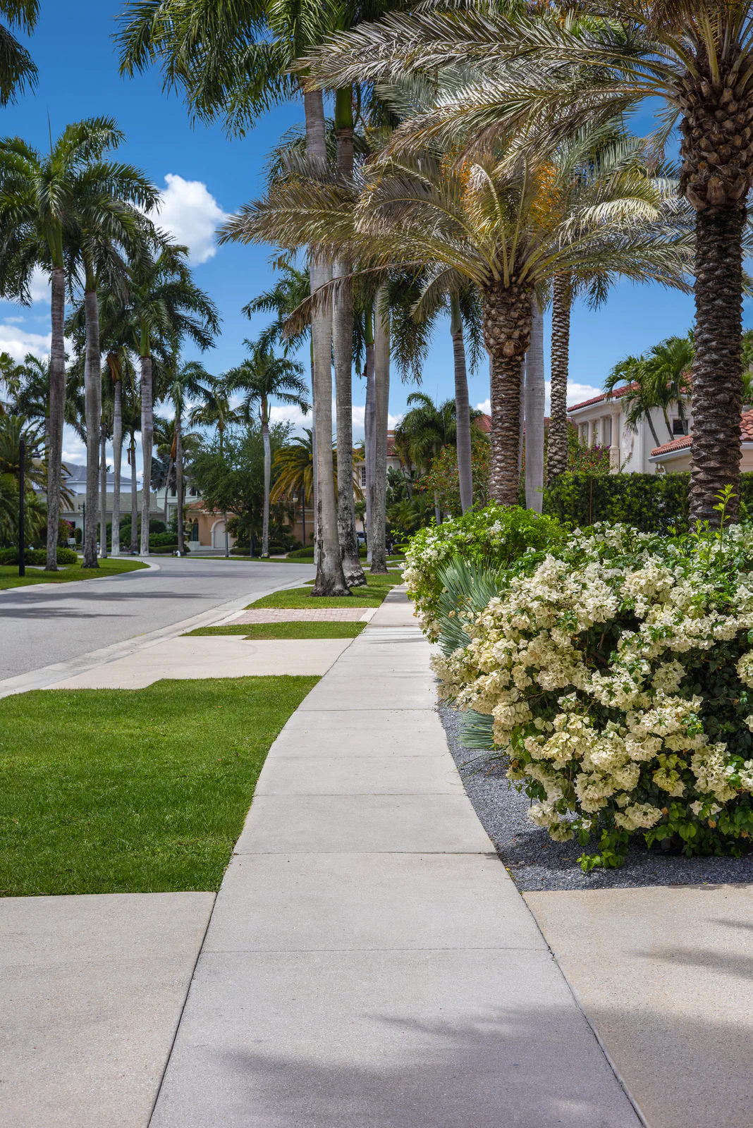 Sidewalk planting under royal palms, by Power Group Care in Palm Beach County